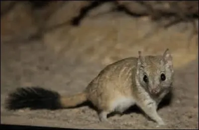 Quel est cet animal ?