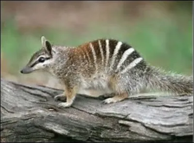 Quel est le temps de gestation chez le numbat ?