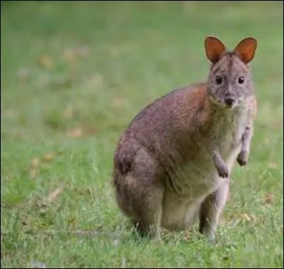 Quelle est la longévité pour le pademelon à cou rouge ?
