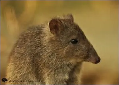 Quel est le poids du potoroo à long nez ?