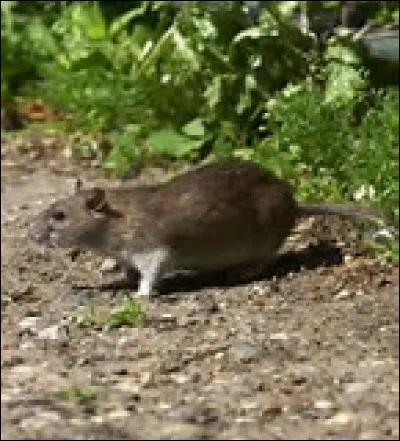 Quelle est la longueur du rat d'eau australien ?