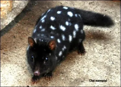 Quel est le temps de gestation chez le rat marsupial moucheté ?