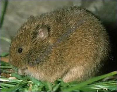 Quelle est la longueur de la queue de la souris sauteuse ?