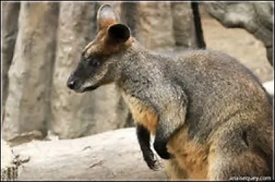 Quel est le poids du wallaby bicolore ?