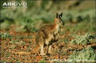 Quelle est la longueur du wallaroo ?