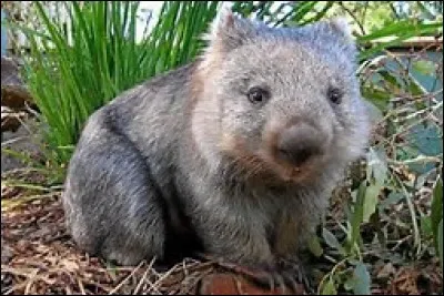 Quel est le temps de gestation chez le wombat à nez poilu du Sud ?