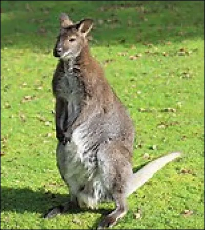 Quel est cet animal ?