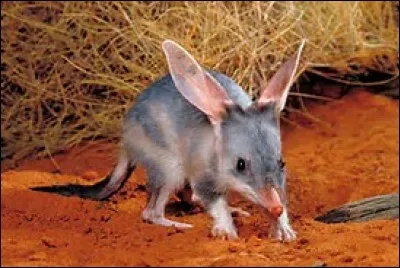 Quelle est la longévité du bandicoot-lapin ?