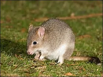 Quelle est la longueur de la queue du bettong de Tasmanie ?