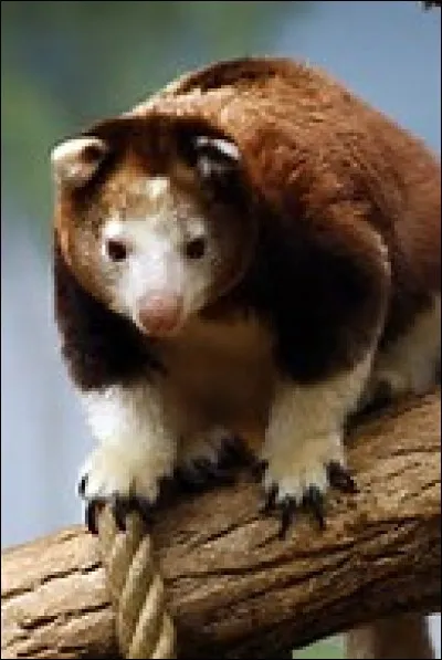 Quel est cet animal ?