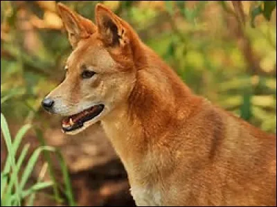 Quelle est la longueur du dingo ?