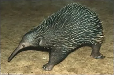 Quel est le temps de gestation chez l'échidné à longue trompe ?