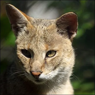 Le chat des marais est un excellent nageur.