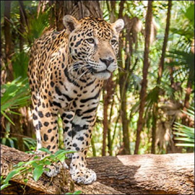 Le jaguar vit en Amérique.