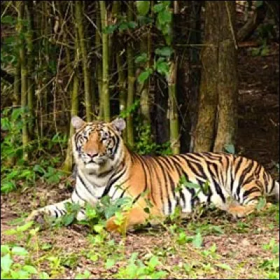 Les yeux du tigre sont similaires à ceux du chat.