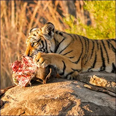 Un tigre adulte mange entre 1800 et 2500 kg (3900 et 5500 lb) de viande par an.
