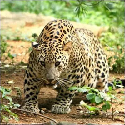 Le léopard mange dans les arbres.