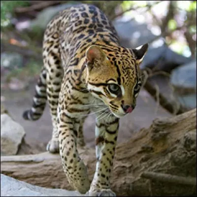 L'ocelot cache ses victimes pour les manger plus tard.