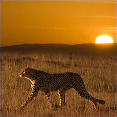 Comme beaucoup de félins, le guépard aime chasser dans la pénombre.