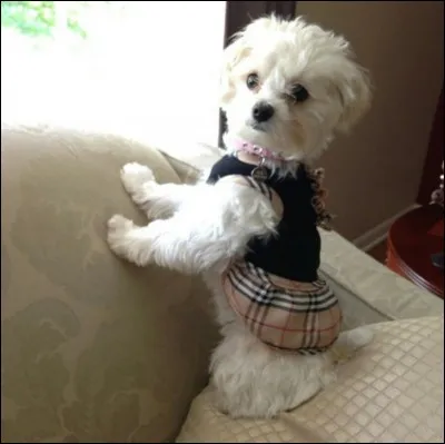 Comment s'appelle le petit bichon (chien) de la famille Ziegler ?