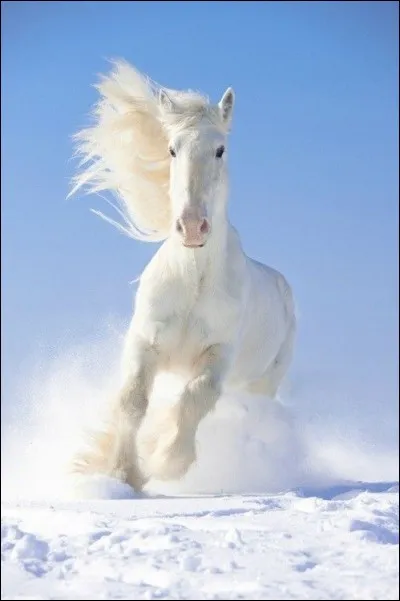 Quelle est cette robe avec les poils et crins blancs, les yeux foncés, et la peau rose ?
