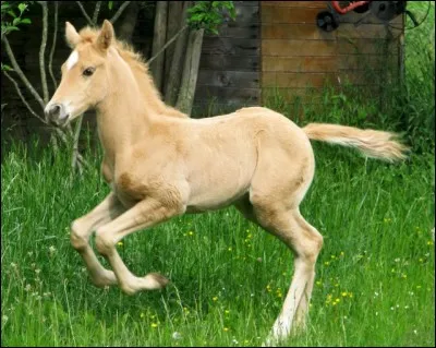Quelle est cette robe avec les poils et crins café au lait, les yeux foncés, et la peau grise ?