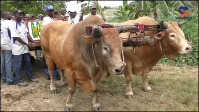 De toile, ou de buf !