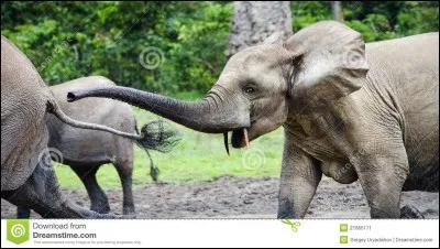 L'éléphant d'Afrique a de plus petites oreilles que l'éléphant d'Asie.