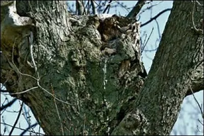 Quel est cet animal ?