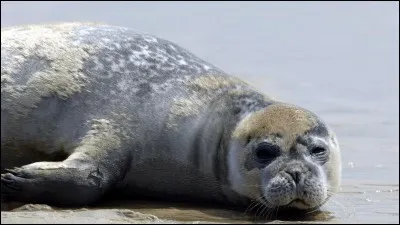 Quel est cet animal marin ?