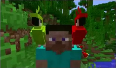 Comment faire danser un perroquet ?