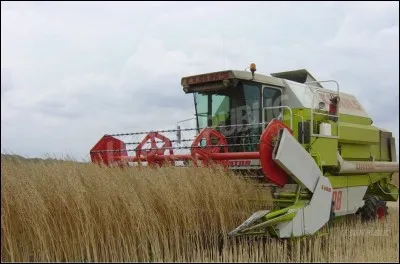 Quel est le pays le plus gros producteur de graines de moutarde ?