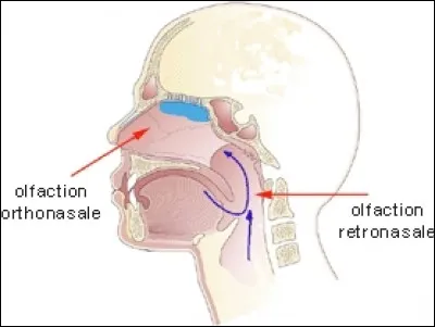 A quoi est dû l'effet de la moutarde qui monte au nez ?