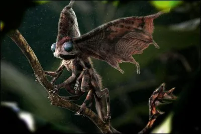 Quel est cet animal ?