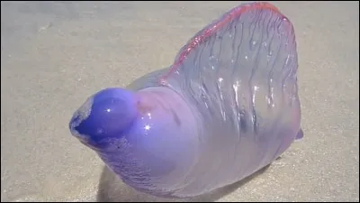 Quel est cet animal ?