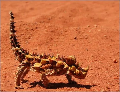 Et ici, cet animal un peu moche est :