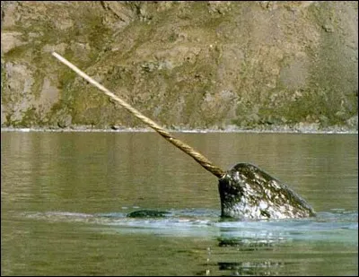 Quel est cet animal ?