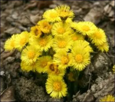 Pour qui utilise-t-on le plus souvent le pas d'âne ?