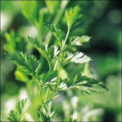 Les reines utilisent le persil pour ...
