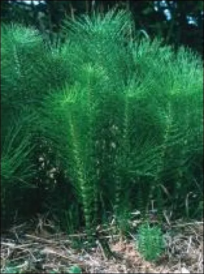 Les prêles sont utilisées par les guérisseurs pour ...