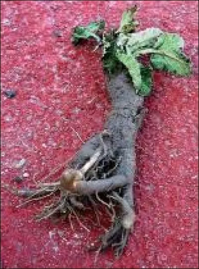 A quoi sert la racine de glouteron ?