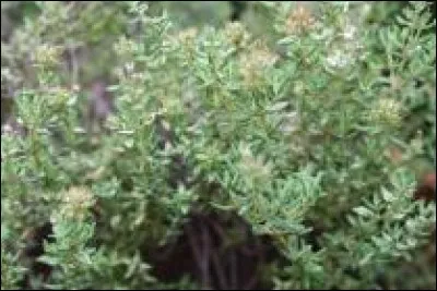 Le thym sert à ....