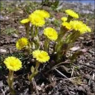 À quelle plante ressemble le tussilage ? (effet thérapeutique)