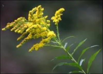 A quoi sert la verge d'or ?