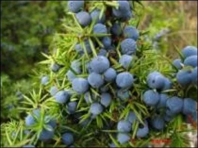 Laquelle de ces plantes empêche les maux de ventre et les difficultés à respirer ?