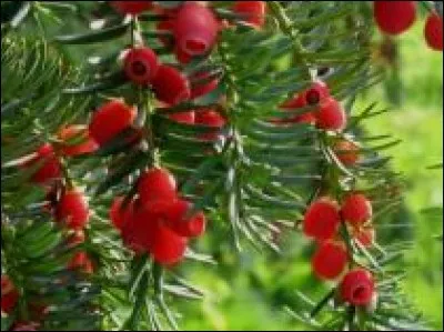 Les baies sur cette image sont ...