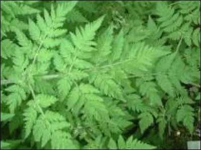 Contre quelle maladie utilise-t-on le cerfeuil ?