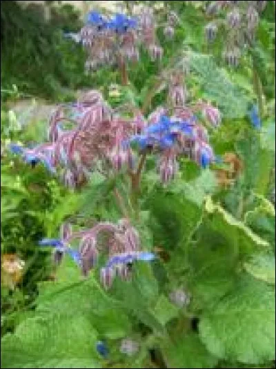 Pourquoi les reines utilisent-elles des feuilles de bourraches ?