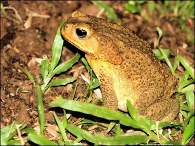 Comment se nomme celui-ci ?