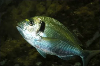 Ton poisson préféré est...